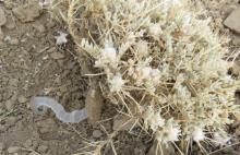 Harvesting of gum tragacanth